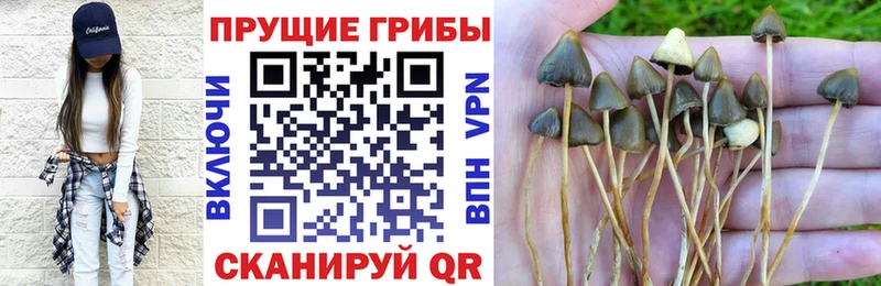 blacksprut маркетплейс  сколько стоит  Сосновка  Псилоцибиновые грибы MAGIC MUSHROOMS 
